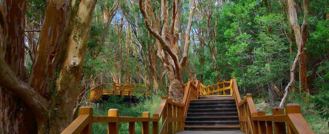 1-Portada-32-e1642637853838