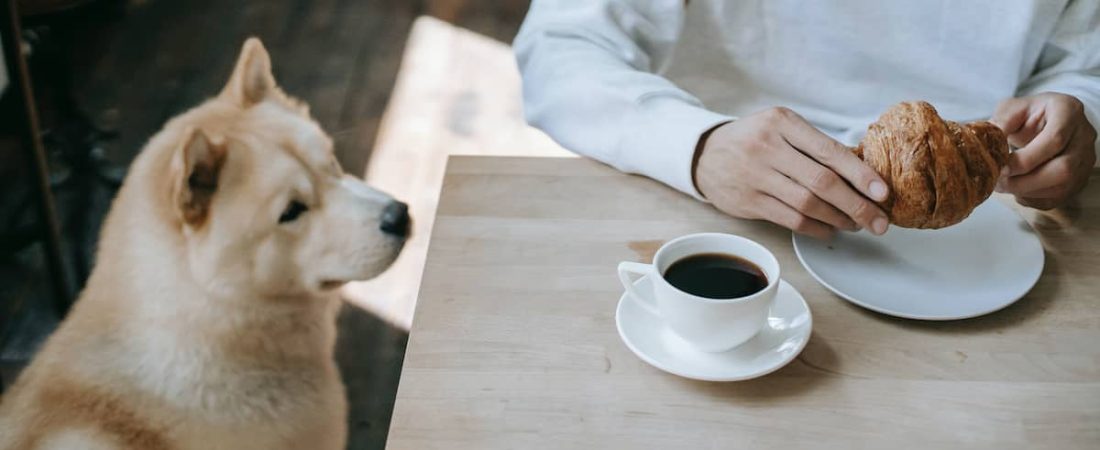 Las 7 mejores cafeterías pet-friendly de Buenos Aires