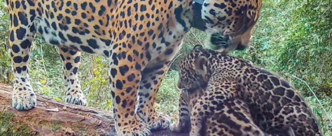 1010x567_yaguaretes-542981-141651