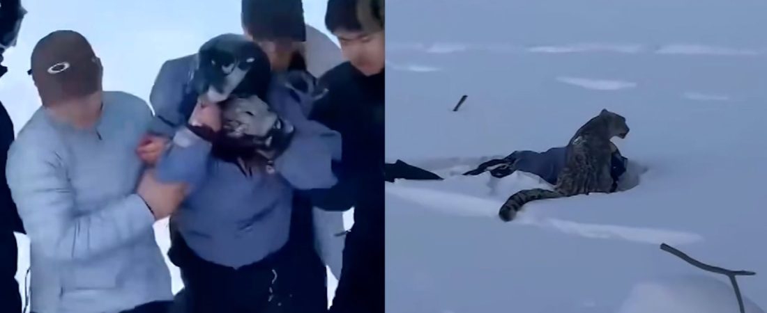 116648-snowleopardattacksskier-00-00-28-22-still001