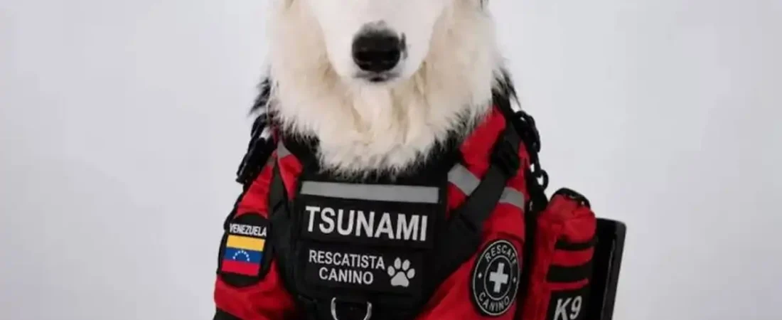 1200x800_tsunami-perro-rescatista-emociona-venezuela-1143162-115752