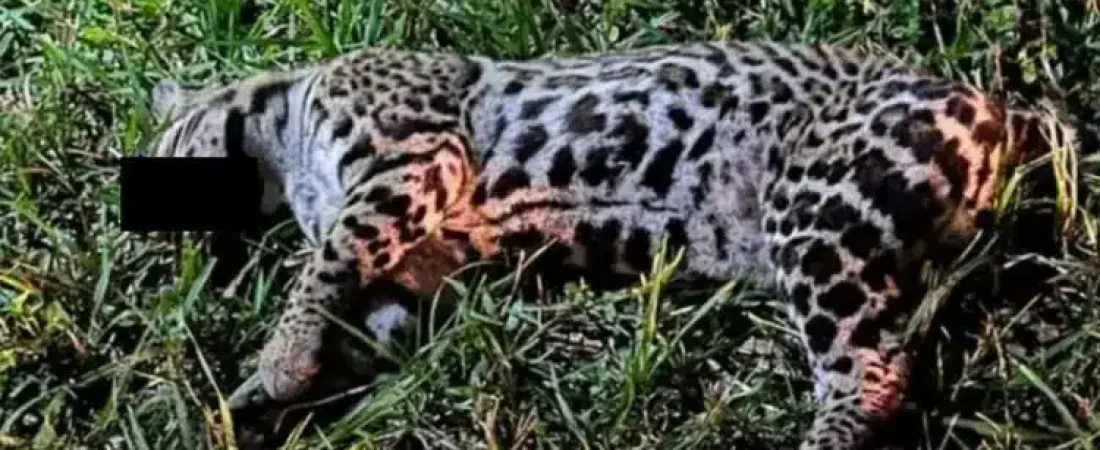 120525jaguatirica-750x430
