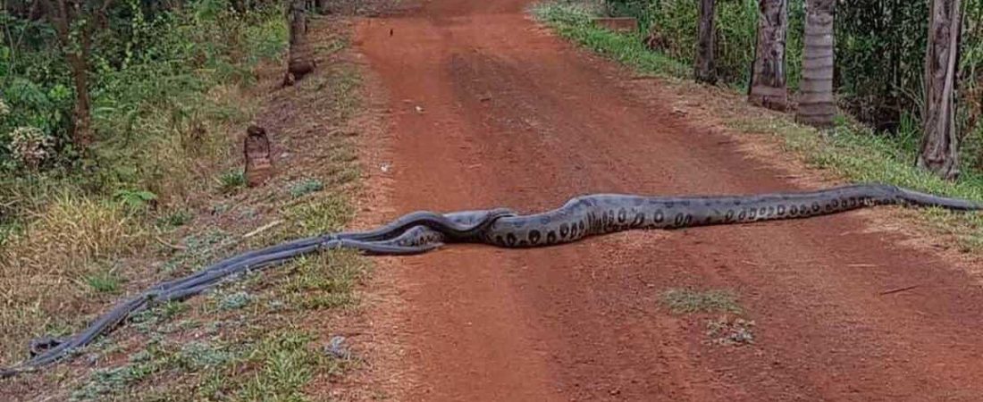 anaconda brasil