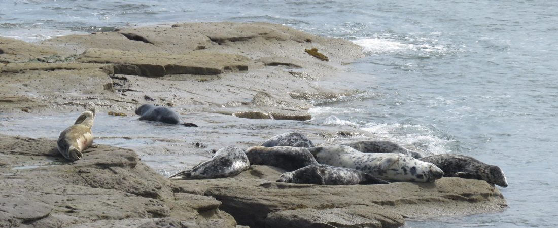 Autor: St. Mary's Seal Watch