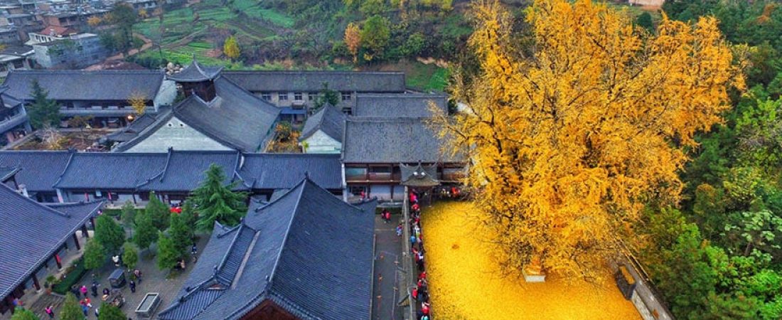 1400-old-ginkgo-tree-yellow-leaves-buddhist-temple-china-2