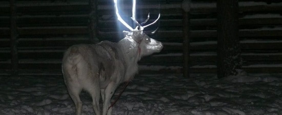 140220104334_reno_fluorescente_624x351_ap