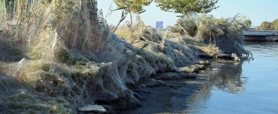 YAN06. AITOLIKO (GRECIA), 19/09/2018.- Una gran telaraña cubre la vegetación de la costa de Aitoliko, a 250 kilómetros al oeste de Atenas, Grecia, 18 de septiembre de 2018. Expertos apuntan a que este fenómeno estacional está causado por las arañas Tetragnatha, una especie inofensiva para el ser humano y para la flora de la zona. EFE/ Giannis Giannakopoulos