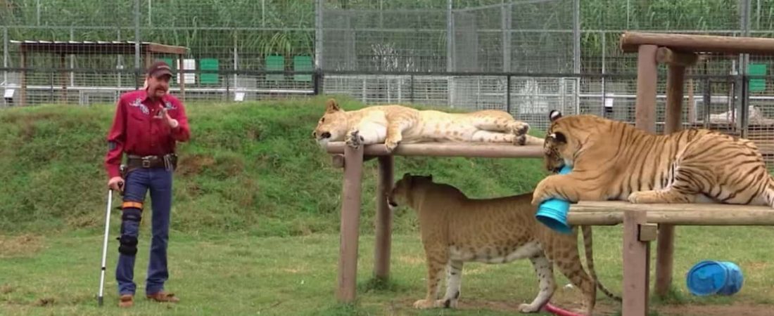 1585597291_168_How-Tiger-King-Ignores-Its-Only-True-Protagonists-The