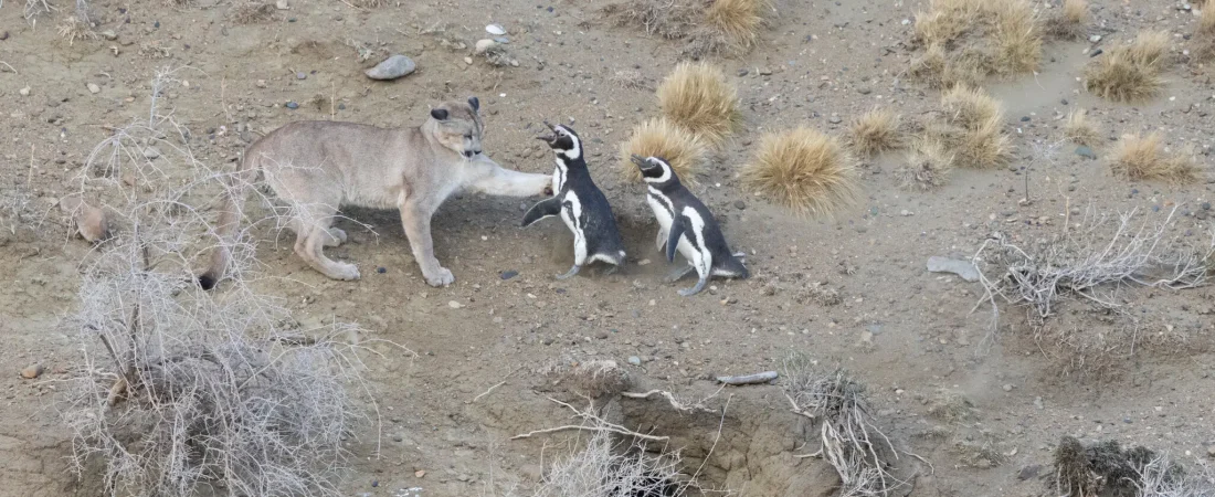 16HS-PUMAS-01-tjgk-superJumbo