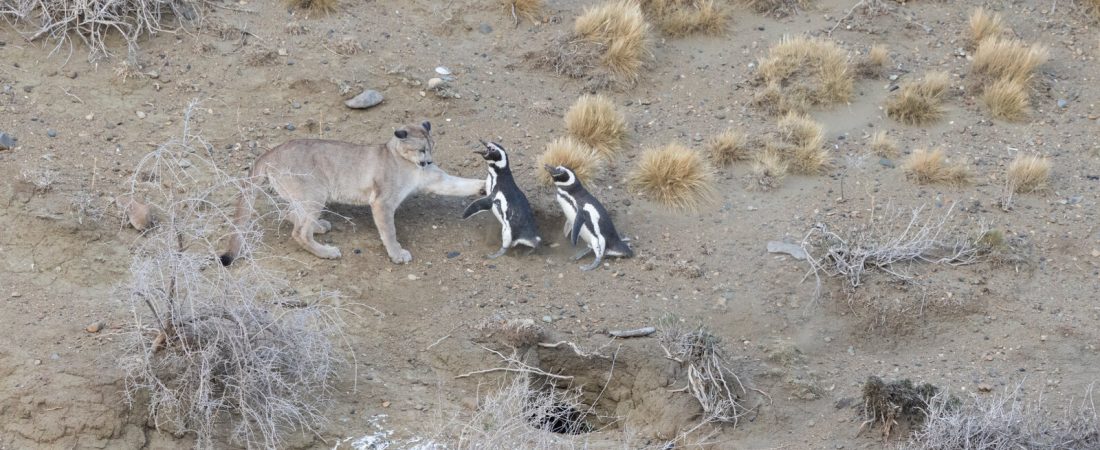 16HS-PUMAS-01-tjgk-videoSixteenByNineJumbo1600