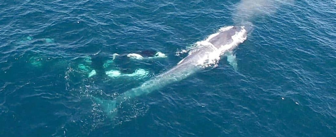 170525-killer-whales-charge-blue-whale-vin-spd_1024x576_953464899906