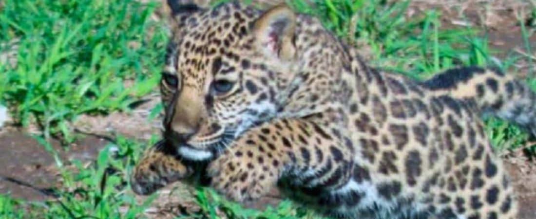 1760702865_archive_Diseno_sin_titulo___2025_10_17T090527.959_rz1000