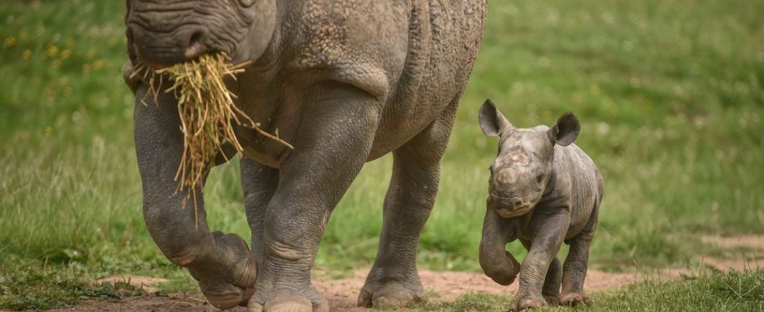 Autor: Chester Zoo