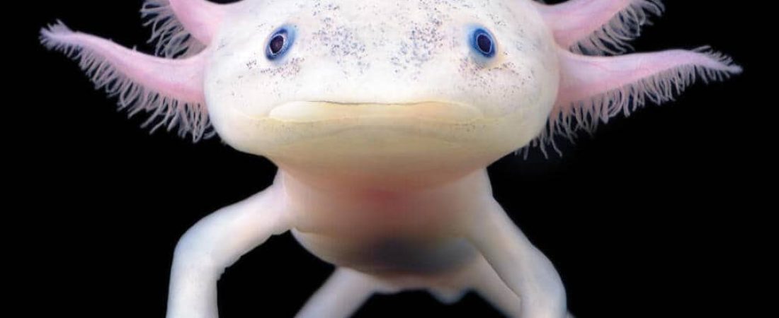 1vwydt3icc_axolotl_WWsummer2021