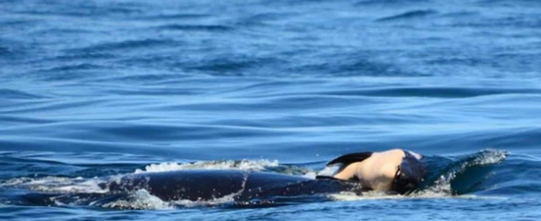 2-Finaliza-el-duelo-de-la-orca-madre-que-cargo-su-cria-muerta-durante-17-dias