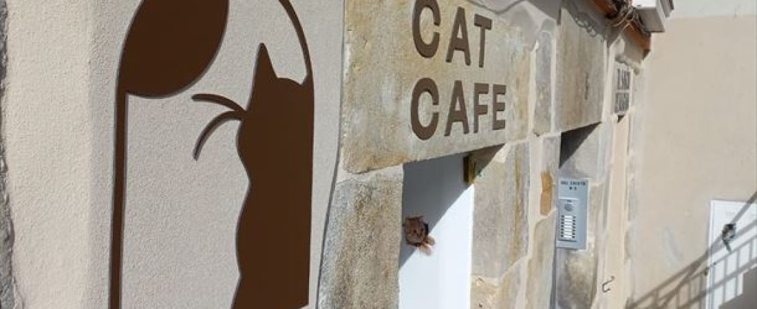 20221104115446_catcafe_foto610x342