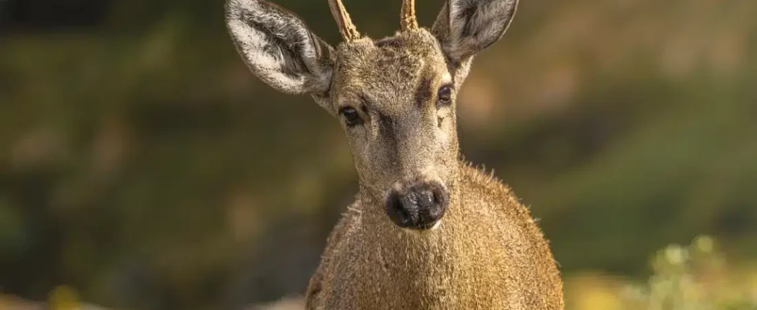 20855-huemulchuilenoefe