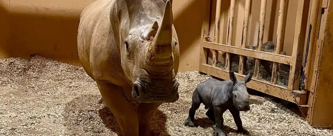 231225175435-southern-white-rhino-birth-atlanta-zoo