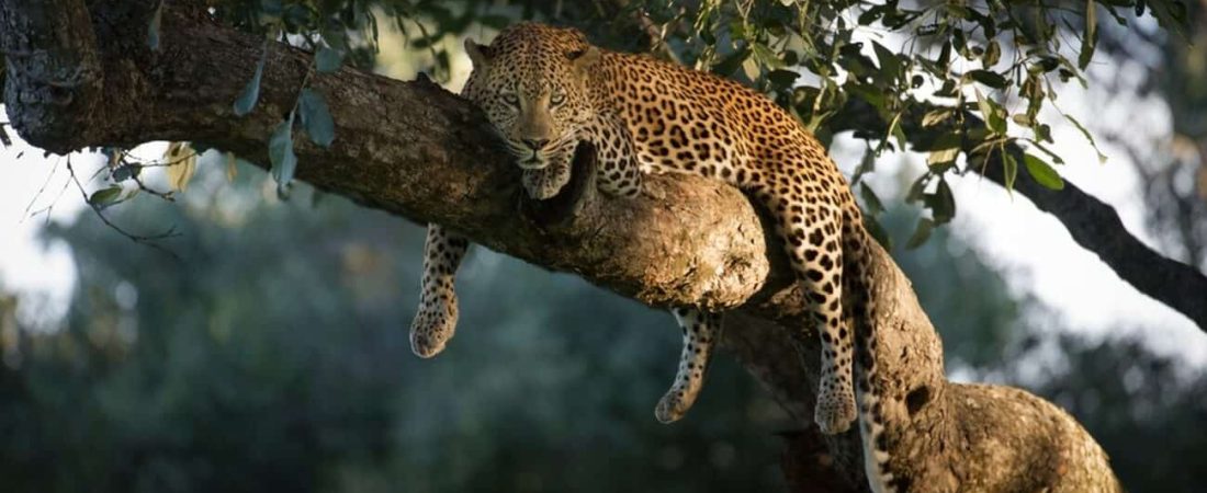 "Leopard at rest " por @naturesart