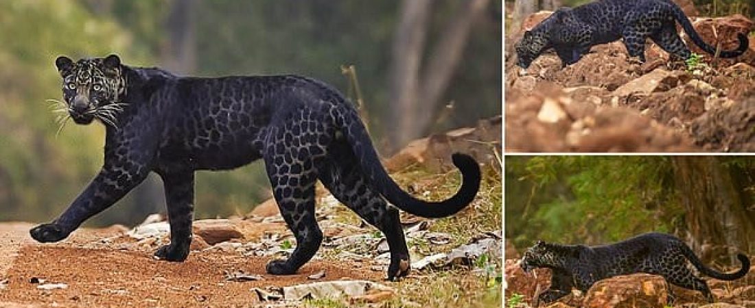 leopardo negro