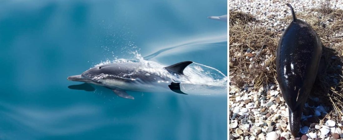 35 delfines fallecieron en el sur argentino y se cree que fue a causa del estrés