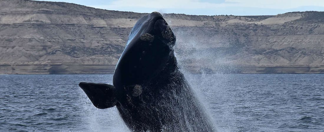 Ballena Franca Austral