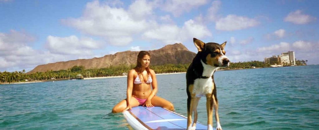 surf perro