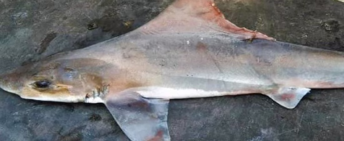 43DCGJ64H5HAVCNAOLXHP7V2AI