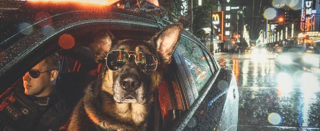 Autor: Vancouver Police Dogs Calendar