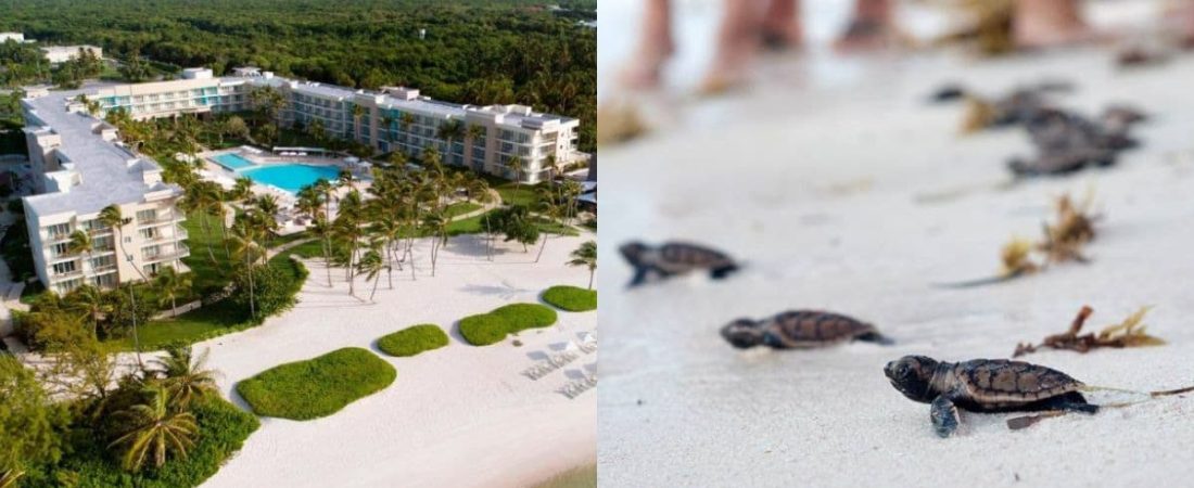 5 hoteles de playa que impulsan tareas de protección hacia las tortugas marinas-1