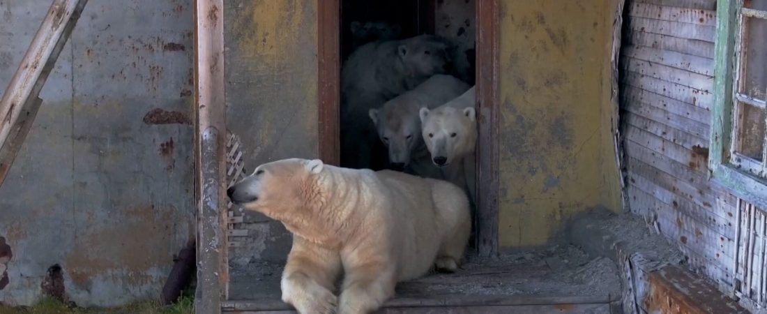 51038d97b2b247e5bf81e5853058f3f5