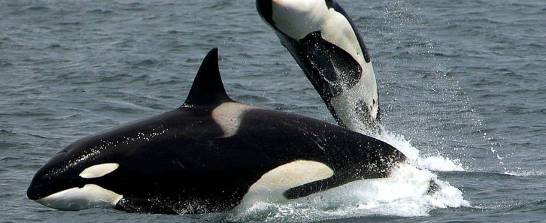 orcas