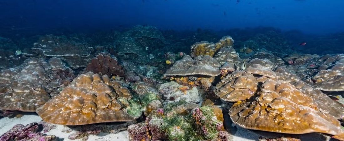 Imagen de algunos de los corales estudiados en las Islas Galápagos. Foto cedida por Greg Asner