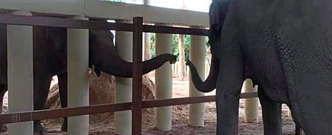 elefante más solo del mundo