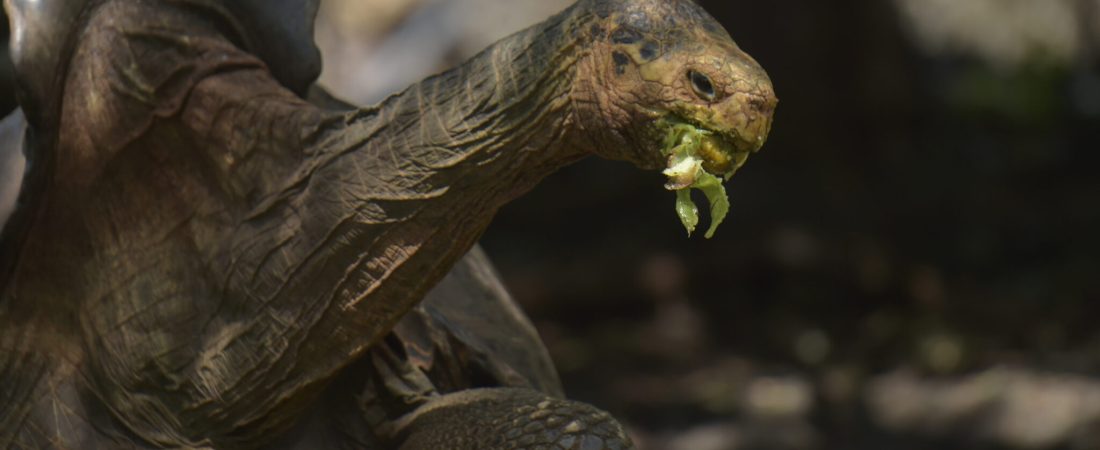 (FILES) In this file photo taken on February 27, 2019 Diego, a tortoise of the endangered Chelonoidis hoodensis subspecies from Espanola Island, is seen in a breeding centre at the Galapagos National Park on Santa Cruz Island in the Galapagos archipelago, located some 1,000 km off Ecuador's coast. - Diego, an over 100 years-old giant tortoise considered a super male by saving his species from extinction in the Ecuadorian Galapagos archipelago, was returned to his native island Espanola after breeding in captivity for several decades, Environment Minister Paulo Proano, reported Monday. (Photo by RODRIGO BUENDIA / AFP)