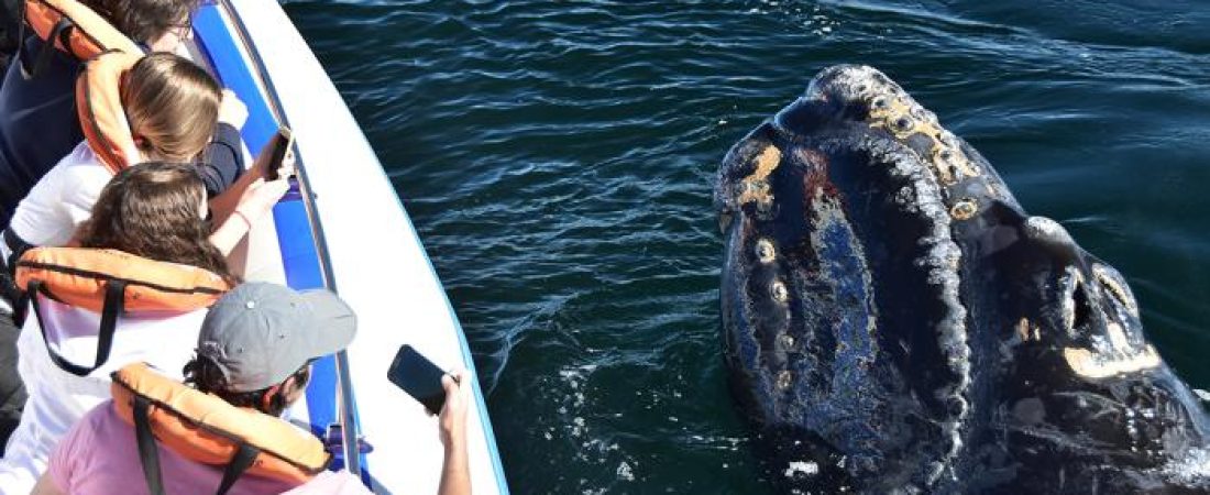 700x435_record_historico_de_ballenas_franca_austral_en_peninsula_valdes_mas_de_2100_ejemplares202587