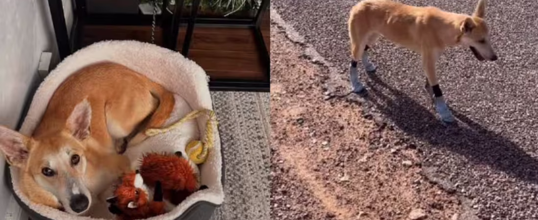 74YANNULZ5DZ3BEOITUCAALYMM