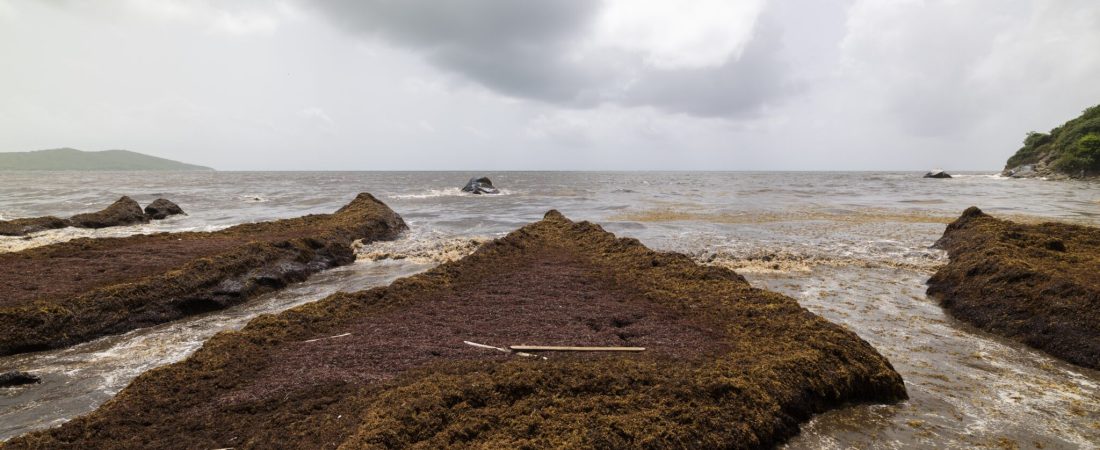 Sargazo se acumula en la costa de playa Lucía, en Yabucoa, Puerto Rico, el lunes 2 de junio de 2025. (AP Foto/Alejandro Granadillo)