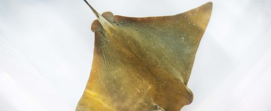 7R7RRSEPAZFGVJIAMJXK6PRB2M