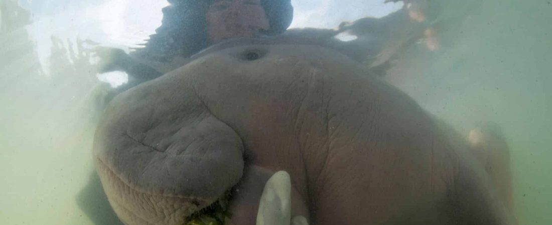 In this Thursday, May 23, 2019, photo, an official of Department of Marine and Coastal Resources feeds sea-grass to Marium, a baby dugong separated from her mother, on Libong island, Trang province, southern Thailand. The baby dugong that has developed an attachment to humans after getting lost in the ocean off southern Thailand is being nurtured by marine experts in hopes that it can one day fend for itself.(Sirachai Arunrugstichai via AP)