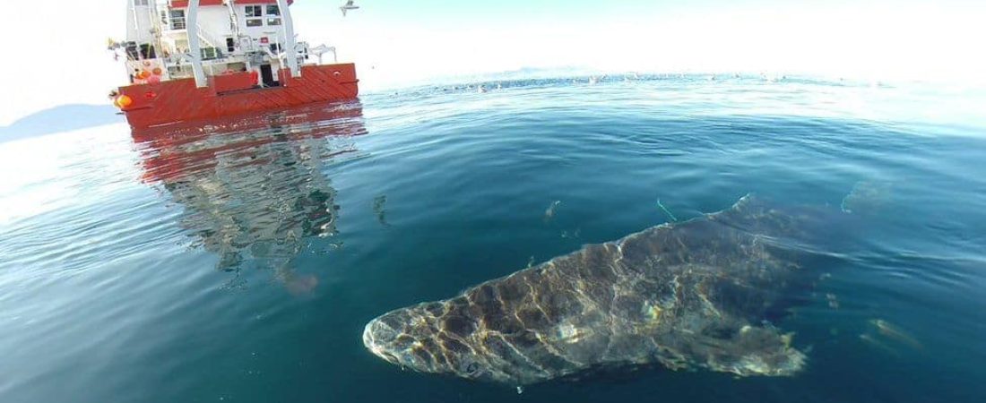 tiburón vivo más viejo del mundo