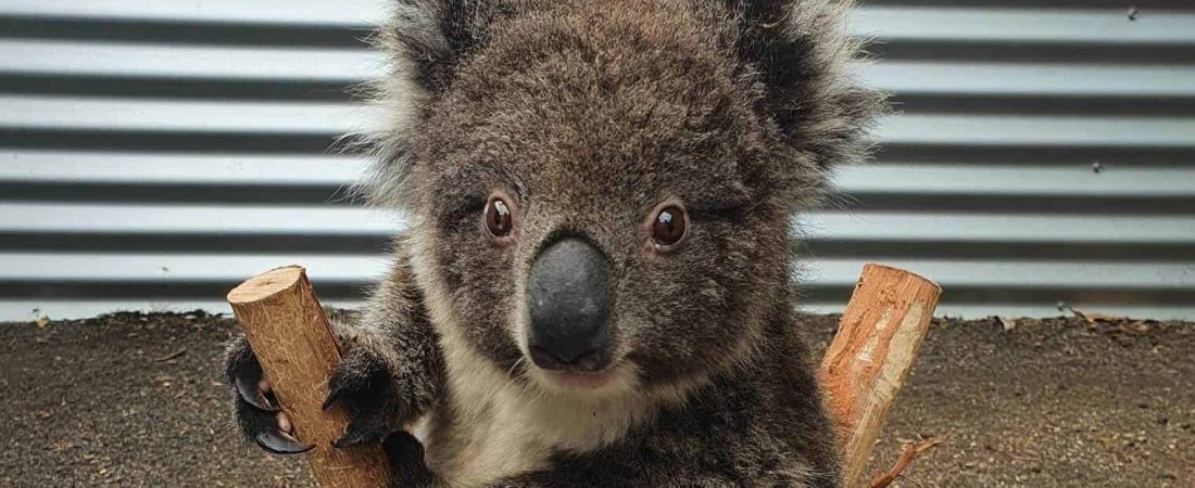 bebé koala