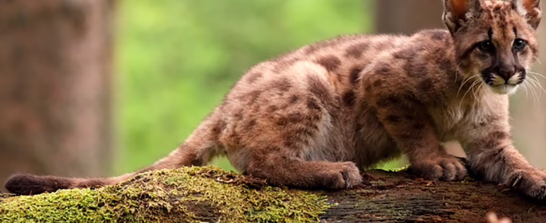 A4VRBX2RMRH2TN5OL4PAVSFE7A