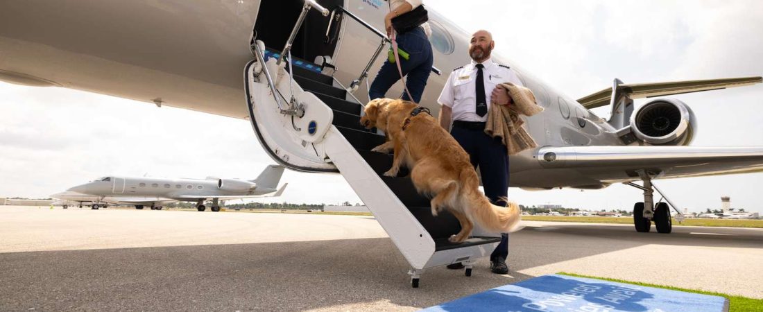 Aerolinea-exclusiva-para-perros-expande-vuelos-por-EE.UU_.-y-Europa-intriper.jpg