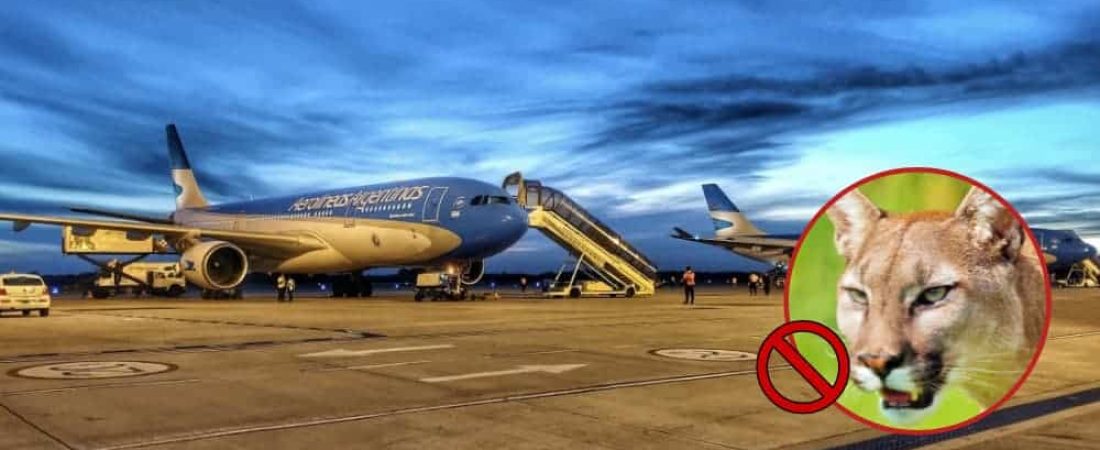 Aerolíneas Argentinas dejará de transportar “trofeos de caza” en sus vuelos nacionales e internacionales