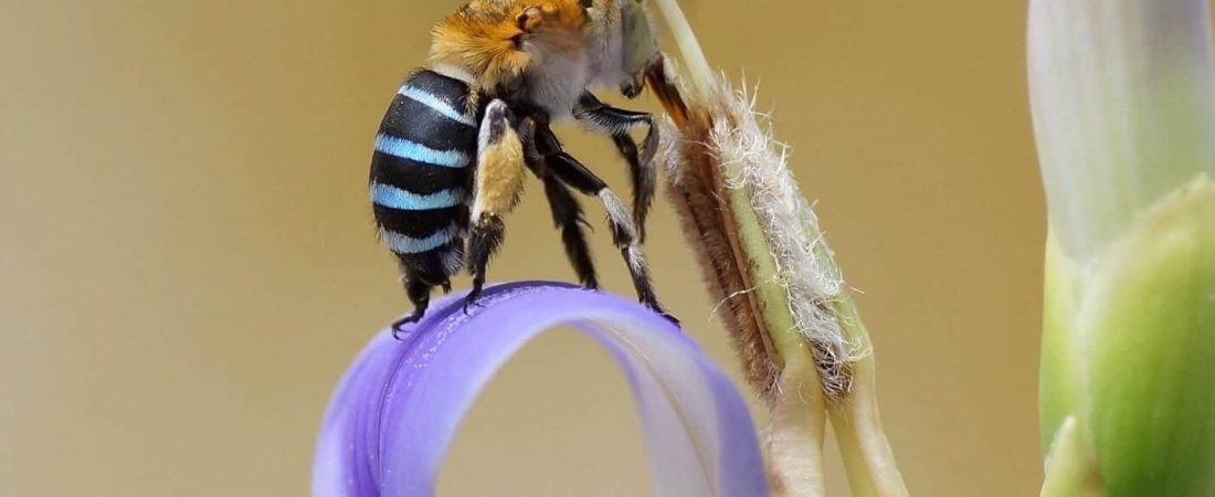 abejas azules