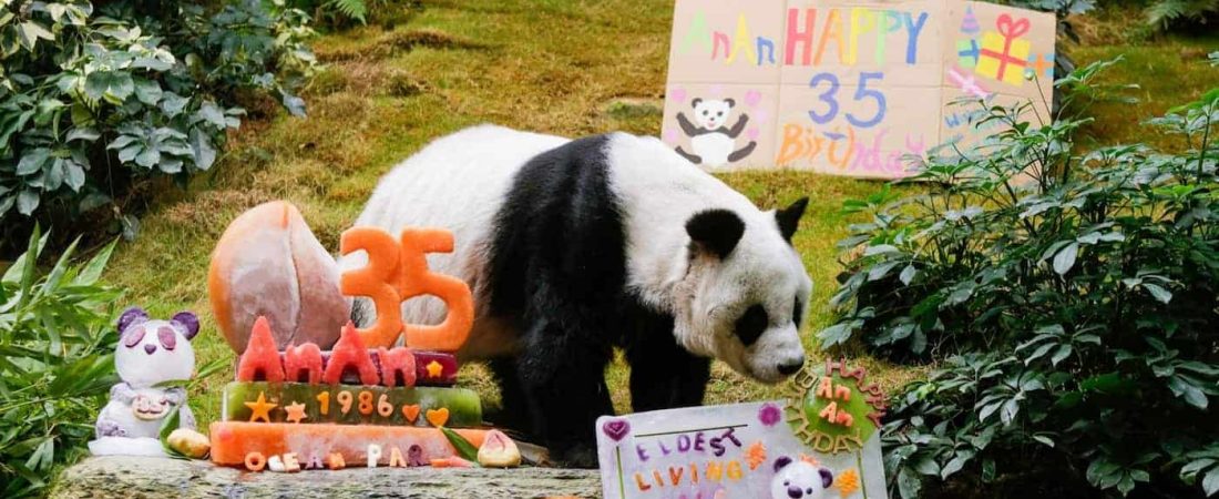 El panda más longevo del mundo bajo el cuidado de humanos cumplió 35 años