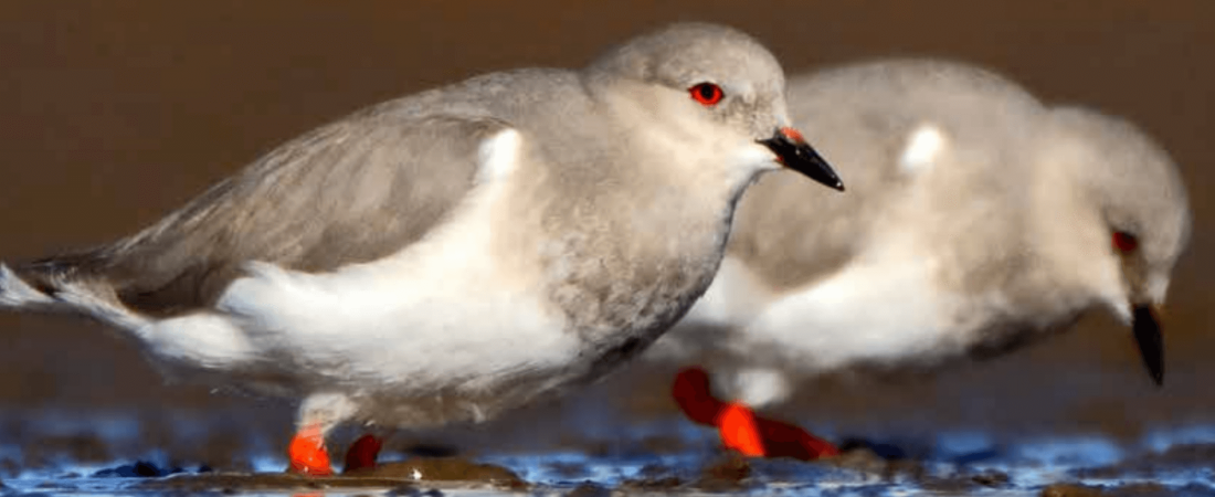 Argentina presenta un Plan Nacional para la conservación de las aves playeras, víctimas de drásticas disminuciones poblacionales en las últimas décadas 1