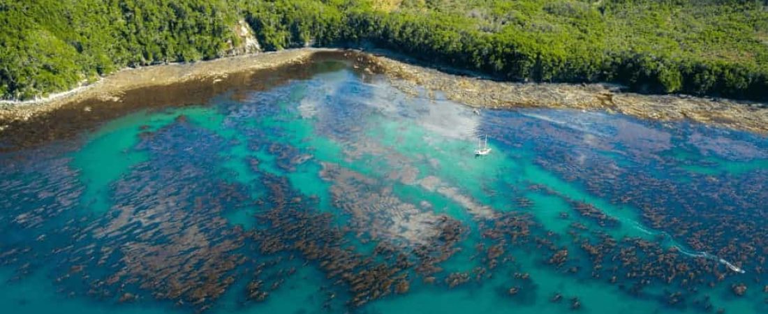 Argentina-últimos-refugios-de-kelp-del-planeta (1)