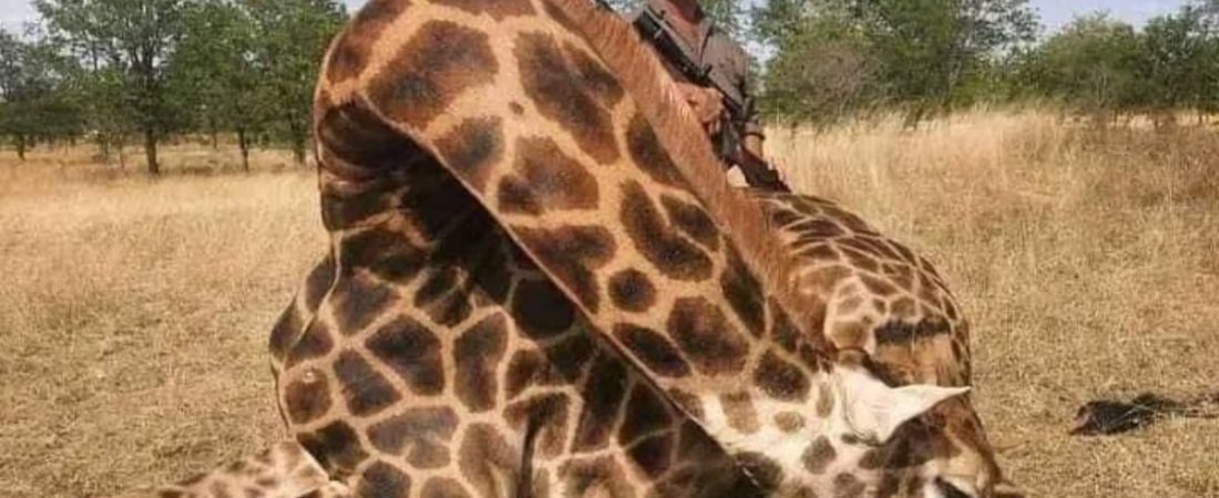 Asesinaron en Sudáfrica a uno de los cazadores más famosos de los últimos años se dirigía a una cacería-8